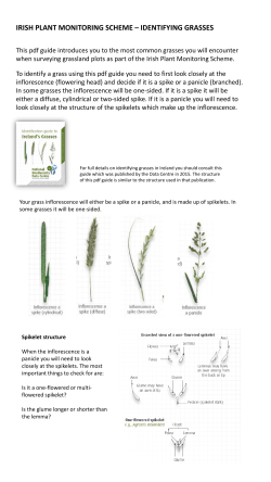 Grass Guide - Biodiversity Ireland