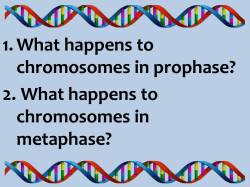 1. What happens to chromosomes in prophase? 2. What happens to