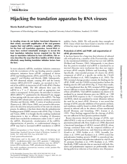 Hijacking the translation apparatus by RNA viruses