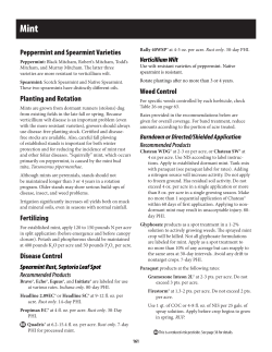 Mint