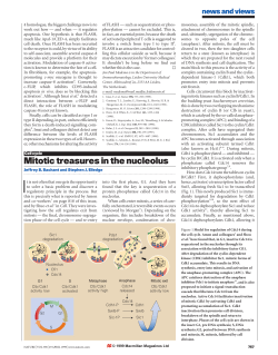 Mitotic treasures in the nucleolus