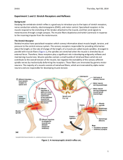 Experiment 1 and 2: Stretch Receptors and Reflexes