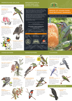 birds of kings park and botanic garden