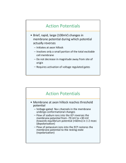 Action Potentials Action Potentials