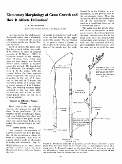 Elementary Morphology of How It Affects Utilization1 Grass Growth