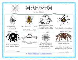 Spiders - Wise Owl Factory