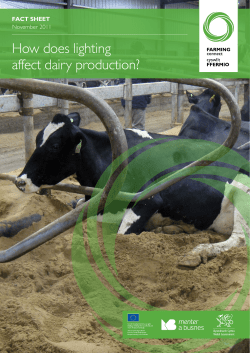 How does lighting affect dairy production?