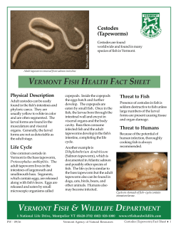 Tapeworm factsheet - Vermont Fish and Wildlife