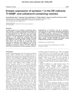 Ectopic expression of syntaxin 1 in the ER redirects TI-VAMP
