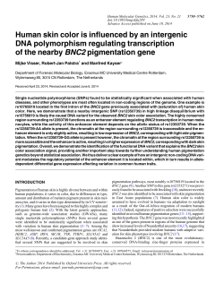 Human skin color is influenced by an intergenic