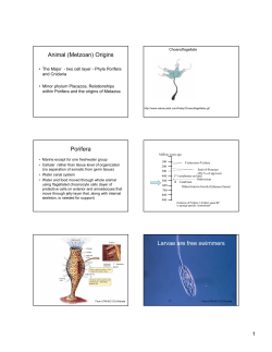 Introduction to Sponges and cnidarians and The Origins of Metazoa