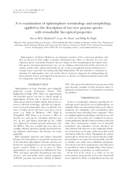 A re-examination of siphonophore terminology