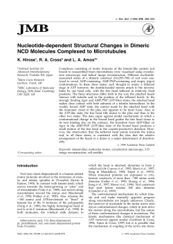 Nucleotide-dependent Structural Changes in Dimeric NCD