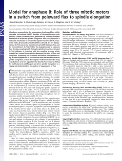 Model for anaphase B: Role of three mitotic motors in a switch from