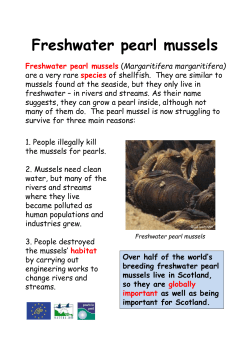 Freshwater pearl mussels - West Cumbria Rivers Trust