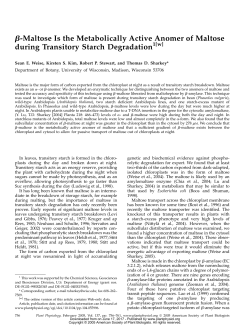 Maltose Is the Metabolically Active Anomer of