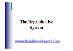 The Reproductive System