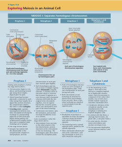 Exploring Meiosis in an Animal Cell
