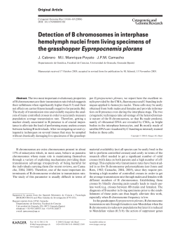 Detection of B chromosomes in interphase hemolymph nuclei from