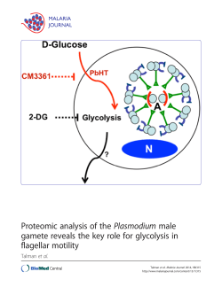 Proteomic analysis of the Plasmodium male gamete reveals the key