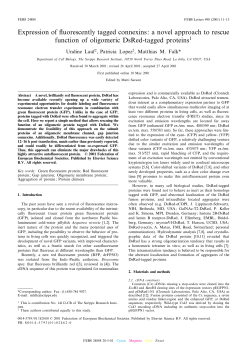 Expression of £uorescently tagged connexins: a novel approach to