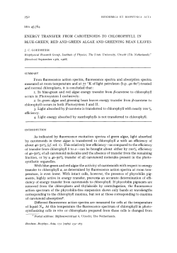 BBA 45 764 ENERGY TRANSFER FROM CAROTENOIDS TO