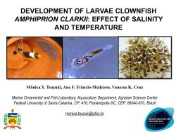development of larvae clownfish amphiprion clarkii: effect of salinity