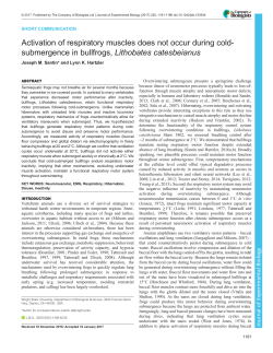 Activation of respiratory muscles does not occur during cold