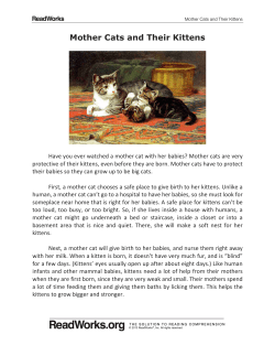 mother cats and their kittens 1060