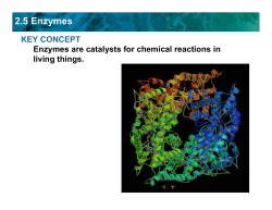 2.5 Enzymes - Clinton Public Schools