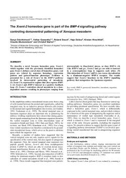 The Xvent-2 homeobox gene is part of the BMP-4