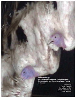 Broken Wings - Vancouver Humane Society