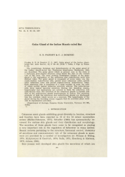 Guiar Gland of the Indian Sheath