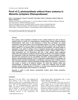 Proof of C4 photosynthesis without Kranz anatomy in Bienertia