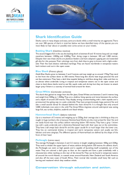 Shark Identification Guide