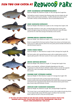 guide for recognising fish
