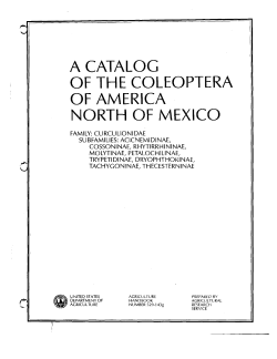 Curculionidae - Entomology