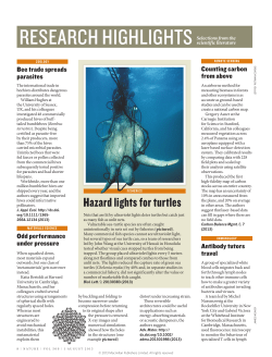 Hazard lights for turtles