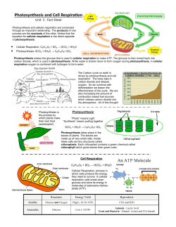 Unit 5 - Photosynthesis and Cell Respiration fact sheet (standard).pub