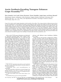 Auxin Synthesis-Encoding Transgene Enhances Grape Fecundity1