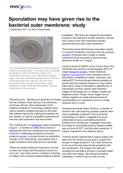 Sporulation may have given rise to the bacterial outer