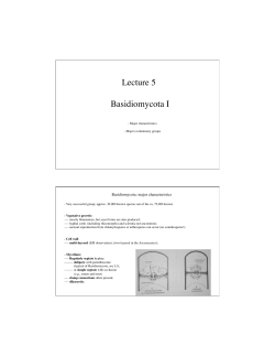 Lecture 5 Basidiomycota I