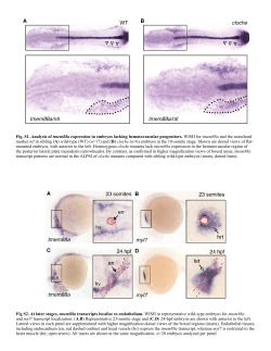 Fig. S1. Analysis of tmem88a expression in embryos lacking