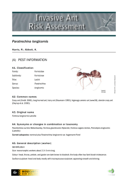 Paratrechina longicornis