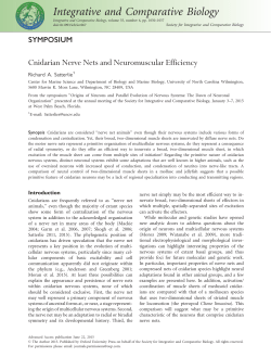 Cnidarian Nerve Nets and Neuromuscular Efficiency