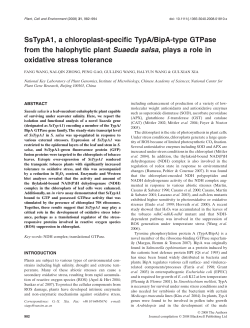 SsTypA1, a chloroplast-specific TypA/BipA