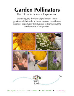 Garden Pollinators