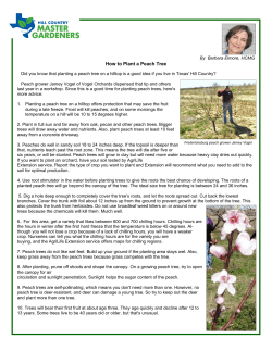 How to Plant a Peach Tree - Hill Country Master Gardeners