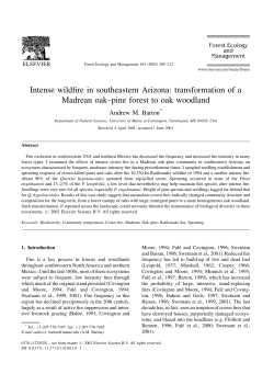 Intense wildfire in southeastern Arizona