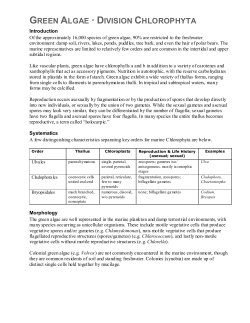 GREEN ALGAE &middot; CHLOROPHYTA